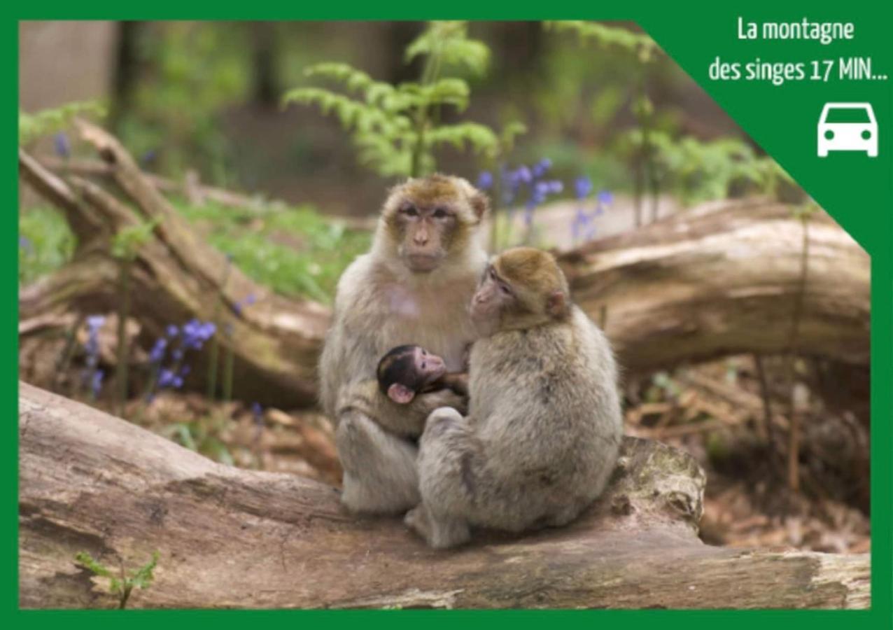 Апартаменти La Parenthese Alsacienne Au Coeur De Селеста Екстер'єр фото
